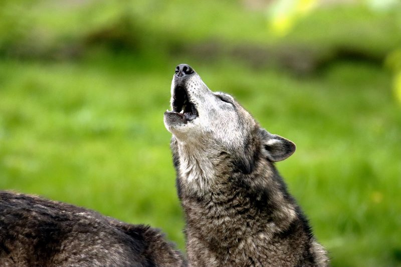 Werwolf