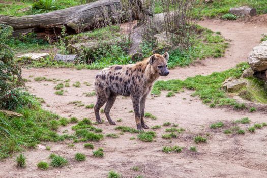 CIRKEL - Ausflug zum Wildpark Gangelt