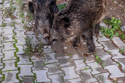 Lieblingstiere tonen - ab 8 Jahre