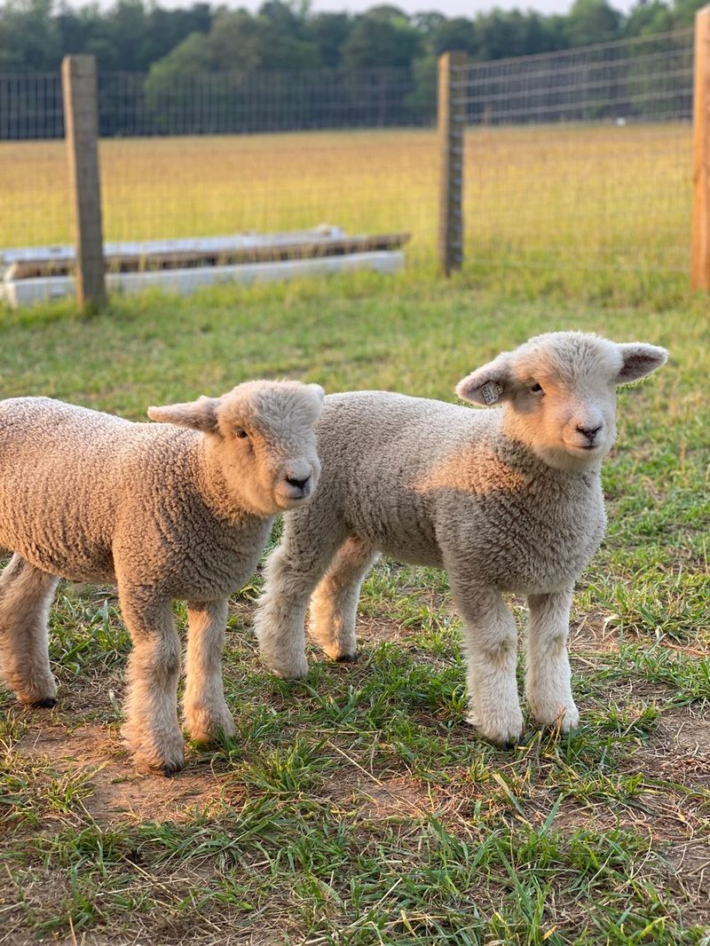 Kinderkino im Lichtspielhaus 5-  Shaun das Schaf