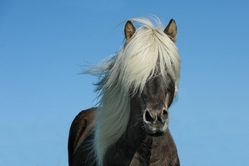 Pferknallt - Ponywanderung im Herbstwald