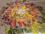 Waldwärts "Ausdruck-Eindruck-Ausblick" Herbst!