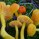 19. Tage der Pilze