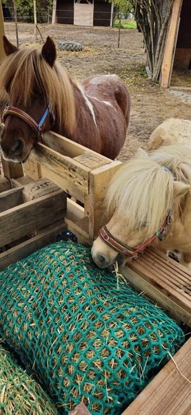 Woche1: Pferde, Ponys und Herbstzauber