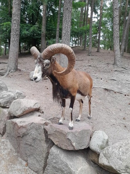 Ausflug in den Wildpark Nindorf