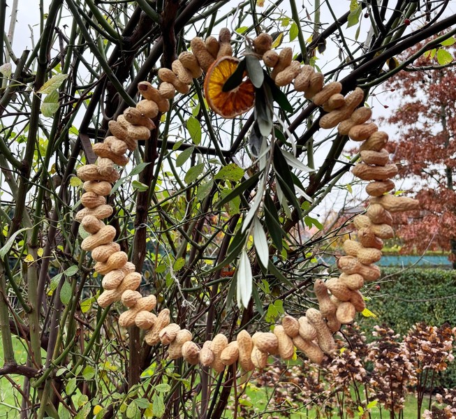 Futterringe für Vögel