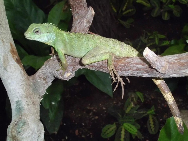 Reptilienauffangstation und Englischer Garten