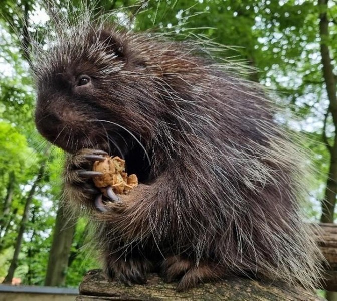 Vegetarier im Tierreich - Pflanzenfresser im Tierpark Neumünster