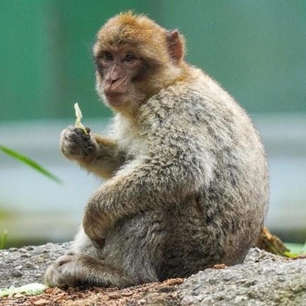 Unsere nächsten Verwandten - Affen im Tierpark Neumünster
