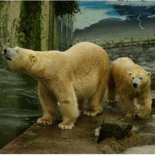 Warm durch den Winter – Tierische Kälteprofis im Tierpark Neumünster