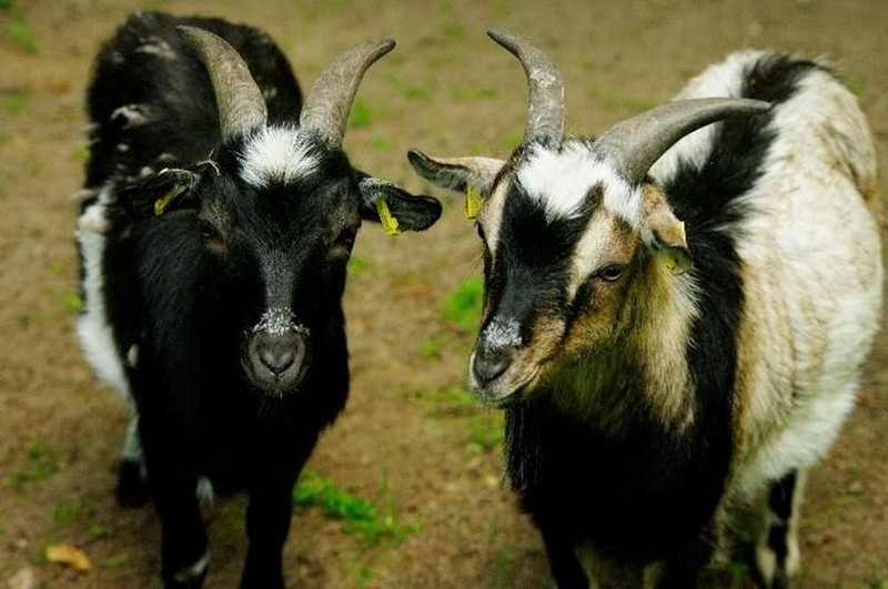 Haus- und Nutztiere im Tierpark Neumünster