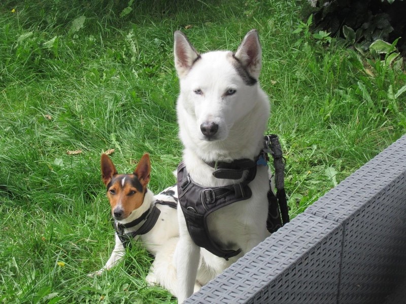 Kindertierarzt, wir untersuchen einen Hund 🐕