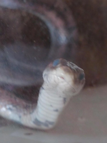 Herpetologie-im Reich der Schlangen 🐍